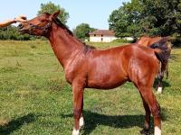 Vente de cheval : LASCO ROSE DP Z
