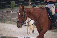 Vente de cheval : Eleazar Du Val