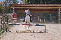 Vente de poney
