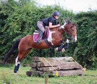 Vente de poney