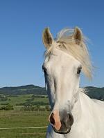 Vente de poney