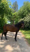Vente de cheval : Pp