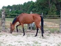 Vente de cheval : See to sea 