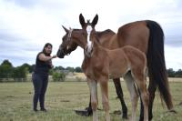 Vente de cheval : Pandora KSFOREVER 