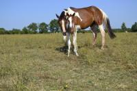 Vente de cheval : Playboy KSFOREVER 
