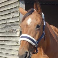 Vente de cheval : Poulain 