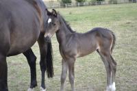 Vente de cheval : Phnix KSFOREVER 