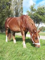 Vente de cheval : Anna Love