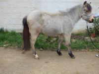 Poneys A Vendre En Loiret Chevalannonce Com Poneys A Vendre En Loiret Chevalannonce Com