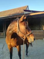 Vente de cheval : Une toile de Montfe