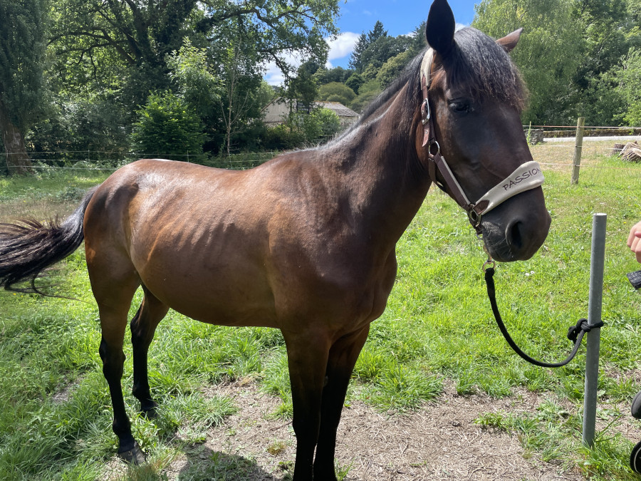 Vente de cheval : Meeko