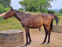 Vente de cheval : MARIE ALIVE