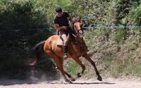 Vente de cheval : Dan chouchou dream