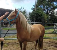 Vente de poney