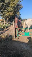 Vente de cheval : Diabolo