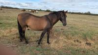 Vente de cheval : Infante