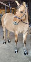 Vente de cheval : Henson