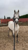 Vente de cheval