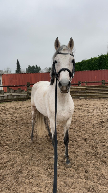 Vente de chevaux