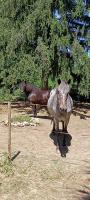 Vente de cheval : Alaska 