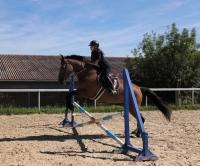 Vente de cheval : Fobisdego 