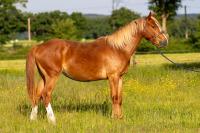 Vente de poney