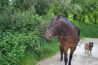 Vente de poney