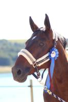 Vente de cheval : Unjoy Du Crieu