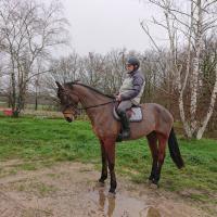 Vente de cheval : AS DE TINAL