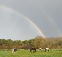 Pensions pour chevaux