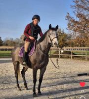 Vente de cheval : INESPEREE