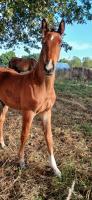 Vente de cheval : Padawan de Kesan