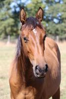 Vente de cheval : Ouragan de Kesan