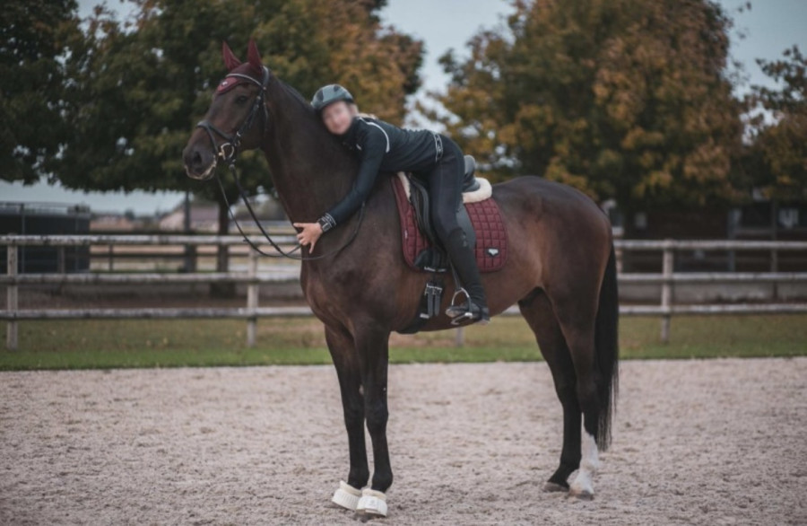 Vente de cheval : Toto