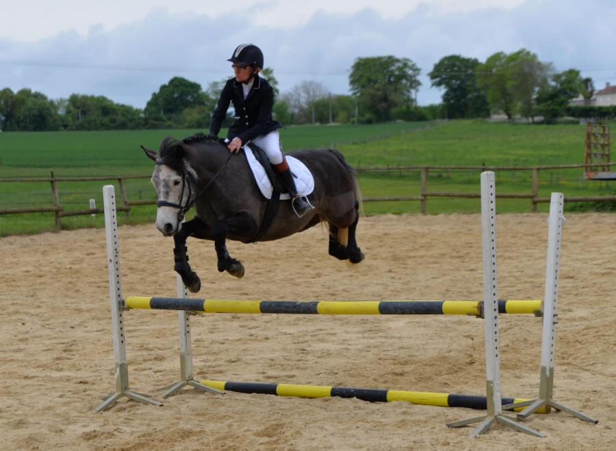 Vends poney de sport