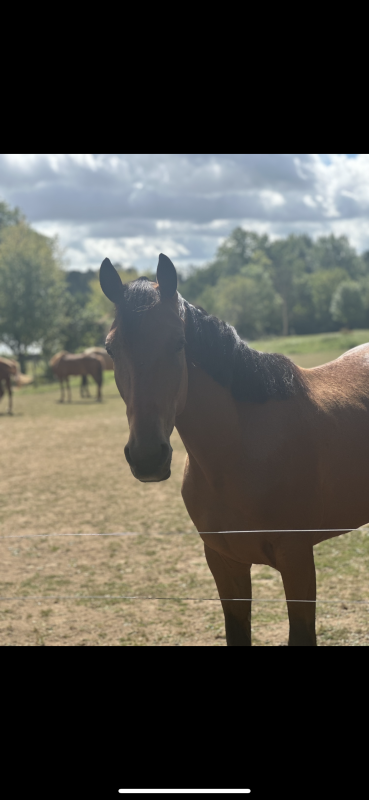 Vente de cheval : Naos Gede