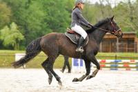 Vente de cheval : quadance de palus Z