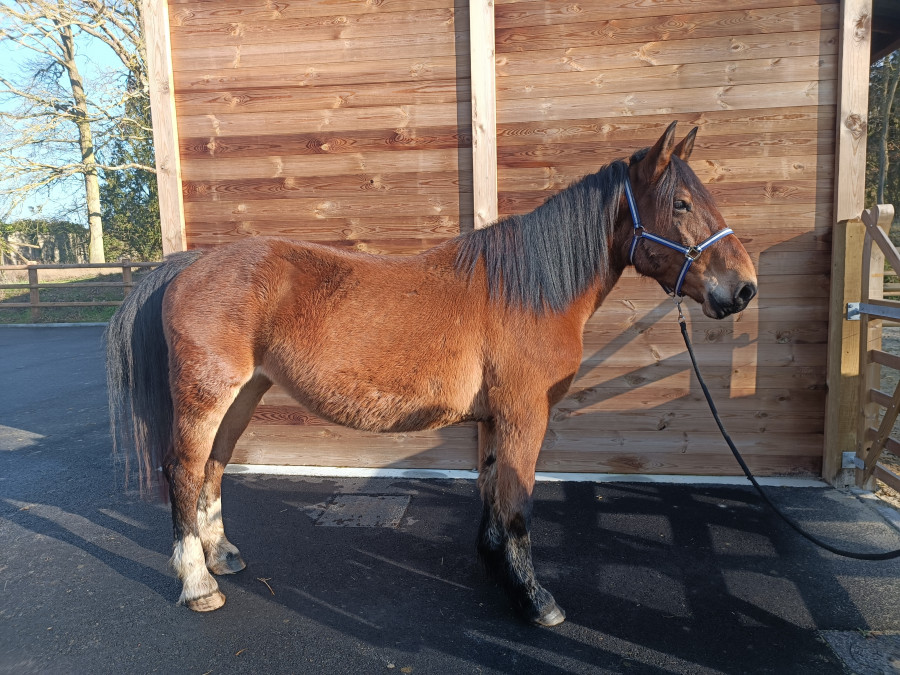 JUMENT COB NORMAND JUMENT COB NORMAND
