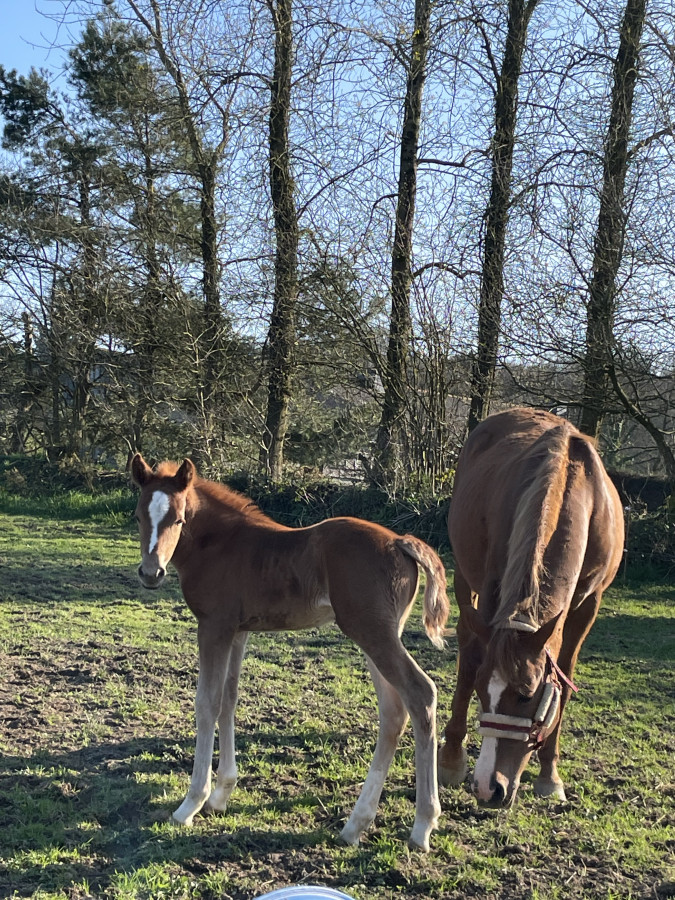 Vente de poney