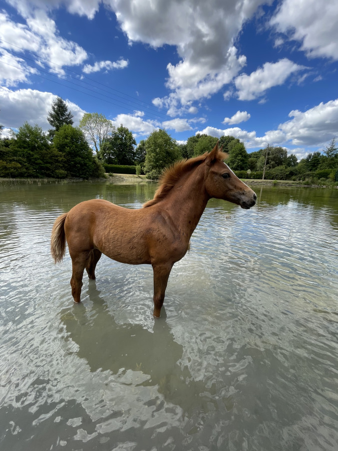 Vente de poney