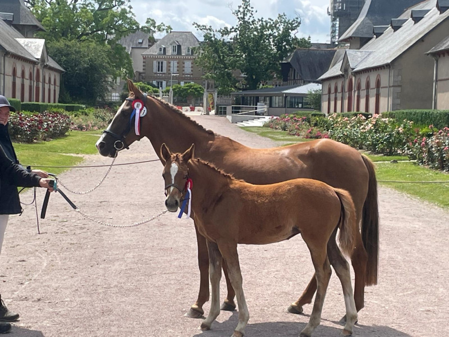 Vente de poney