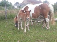 Vente de poney