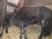 Vente de poney