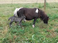 Vente de poney