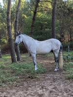 Vente de cheval : IMPERIO
