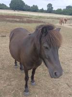 Vente de poney