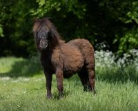 Vente de poney