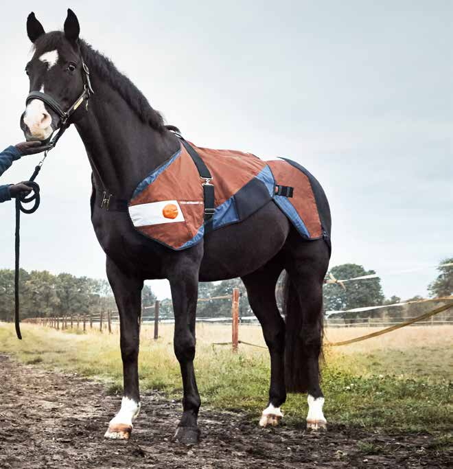 Affaire Bemer Veterinary état neuf pour chevaux