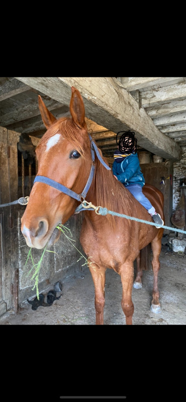 Vente de cheval : Lalie du Closeau