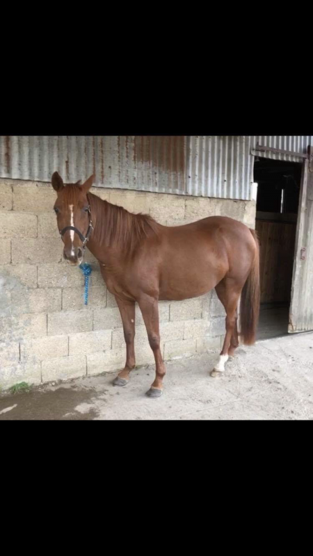 cheval trotteur a vendre pas cher